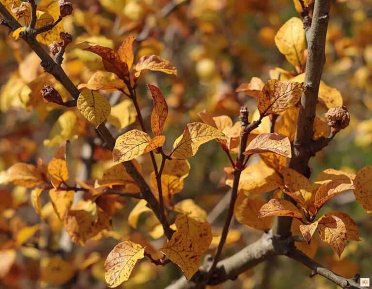 Mehr über den Artikel erfahren Herbstschnitt und Pilzkrankheiten: Warum der Zeitpunkt über die nächste Saison entscheidet