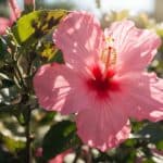 Hibiskus schwarzer Befall: Ursachen, Unterschiede und was jetzt zu tun ist