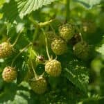 Läuse an Himbeeren: Warum der Befall gefährlicher ist als er aussieht