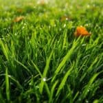 Wie lange wächst Rasen im Herbst: Warum der Kalender trügt und die Bodentemperatur entscheidet
