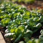 Was im September ins Hochbeet pflanzen: Warum das Hochbeet im Herbst besonders produktiv ist