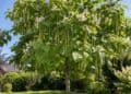 Trompetenbaum schneiden: Catalpa mit großen Blättern und langen Samenkapseln im Garten