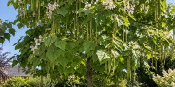 Trompetenbaum schneiden: Catalpa mit großen Blättern und langen Samenkapseln im Garten