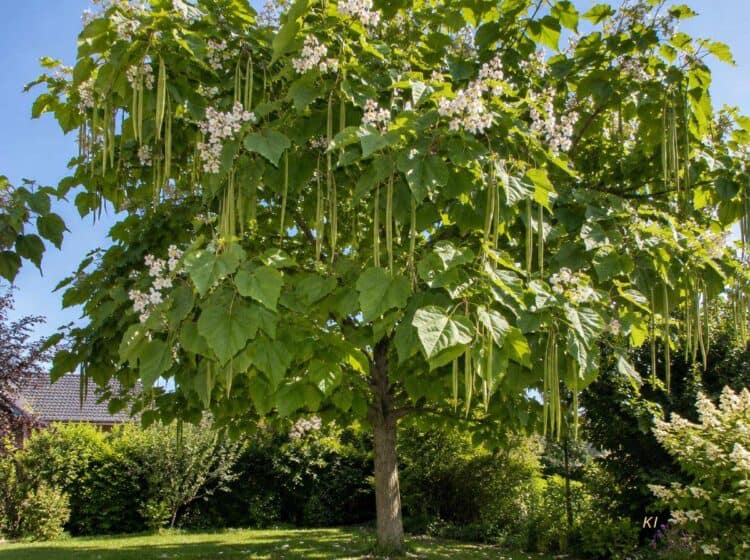 Trompetenbaum schneiden: Catalpa mit großen Blättern und langen Samenkapseln im Garten